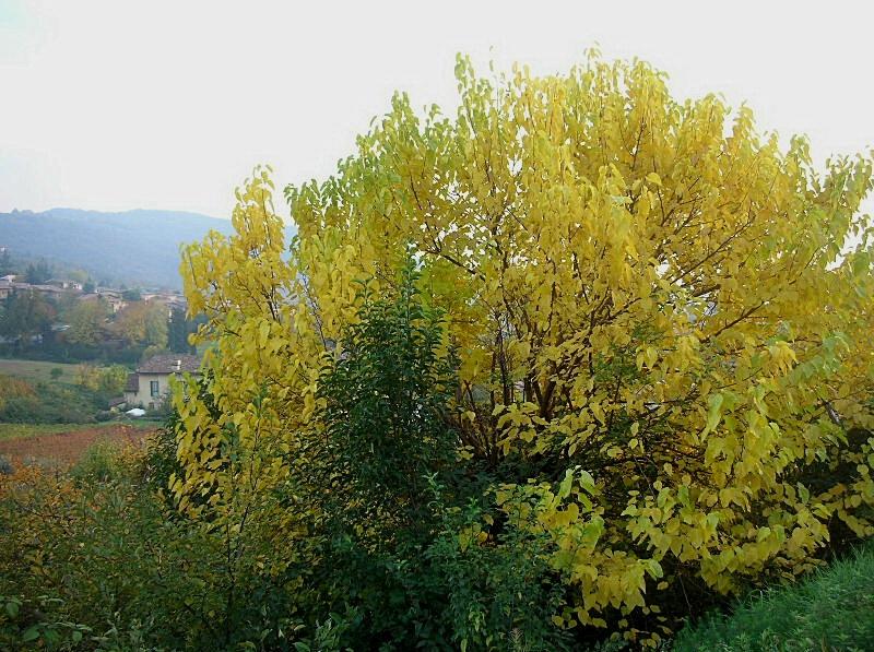 I colori dell''autunno...